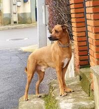 LEX, Hund, Mischlingshund in Spanien - Bild 13
