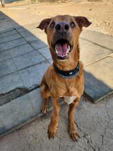 LEX, Hund, Mischlingshund in Spanien - Bild 2