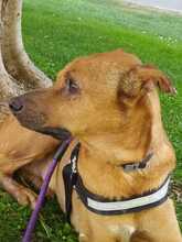 LEX, Hund, Mischlingshund in Spanien - Bild 20