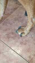 LEX, Hund, Mischlingshund in Spanien - Bild 24