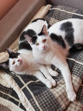 MURPHY, Katze, Europäisch Kurzhaar in Bulgarien - Bild 4