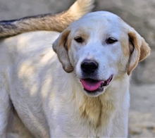 FLOWER, Hund, Mischlingshund in Griechenland - Bild 12