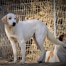 FLOWER, Hund, Mischlingshund in Griechenland - Bild 14