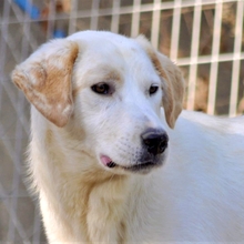 FLOWER, Hund, Mischlingshund in Griechenland - Bild 16