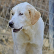 FLOWER, Hund, Mischlingshund in Griechenland - Bild 17