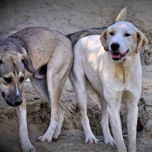 FLOWER, Hund, Mischlingshund in Griechenland - Bild 18