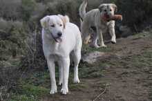 FLOWER, Hund, Mischlingshund in Griechenland - Bild 3