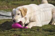 FLOWER, Hund, Mischlingshund in Griechenland - Bild 5