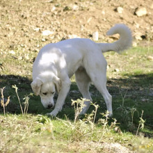 FLOWER, Hund, Mischlingshund in Griechenland - Bild 6