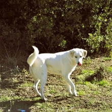 FLOWER, Hund, Mischlingshund in Griechenland - Bild 7