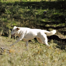 FLOWER, Hund, Mischlingshund in Griechenland - Bild 8