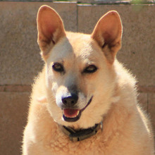 LAIKA, Hund, Deutscher Schäferhund-Mix in Spanien - Bild 1