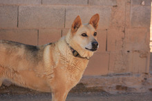 LAIKA, Hund, Deutscher Schäferhund-Mix in Spanien - Bild 10