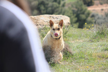 LAIKA, Hund, Deutscher Schäferhund-Mix in Spanien - Bild 11