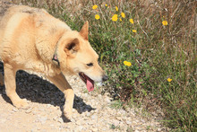 LAIKA, Hund, Deutscher Schäferhund-Mix in Spanien - Bild 12