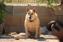LAIKA, Hund, Deutscher Schäferhund-Mix in Spanien - Bild 15