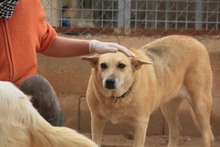 LAIKA, Hund, Deutscher Schäferhund-Mix in Spanien - Bild 3