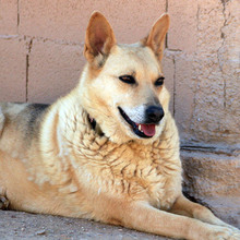 LAIKA, Hund, Deutscher Schäferhund-Mix in Spanien - Bild 5