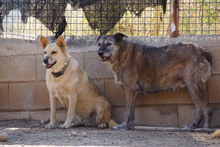 LAIKA, Hund, Deutscher Schäferhund-Mix in Spanien - Bild 7