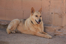 LAIKA, Hund, Deutscher Schäferhund-Mix in Spanien - Bild 8