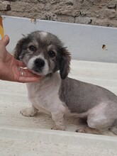 RINGO, Hund, Mischlingshund in Rumänien