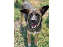 CLEO, Hund, Mischlingshund in Rumänien - Bild 2