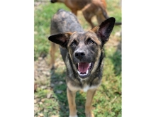 CLEO, Hund, Mischlingshund in Rumänien - Bild 3