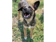 CLEO, Hund, Mischlingshund in Rumänien - Bild 4