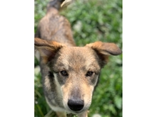 LUCIANO, Hund, Mischlingshund in Rumänien - Bild 2