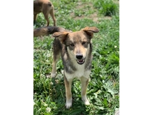 LUCIANO, Hund, Mischlingshund in Rumänien - Bild 4