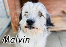 MALVIN, Hund, Mischlingshund in Slowakische Republik