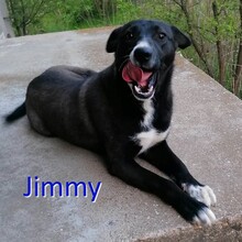JIMMY, Hund, Mischlingshund in Bulgarien - Bild 1