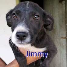 JIMMY, Hund, Mischlingshund in Bulgarien - Bild 2