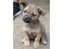 NELA, Hund, Mischlingshund in Rumänien