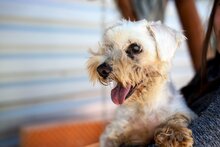 TZURI, Hund, Mischlingshund in Bulgarien