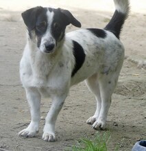 JUANITA, Hund, Mischlingshund in Duisburg - Bild 13