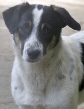 JUANITA, Hund, Mischlingshund in Duisburg - Bild 15