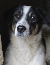 JUANITA, Hund, Mischlingshund in Duisburg - Bild 16