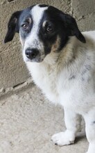 JUANITA, Hund, Mischlingshund in Duisburg - Bild 17