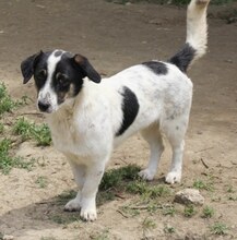 JUANITA, Hund, Mischlingshund in Duisburg - Bild 18