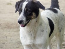 JUANITA, Hund, Mischlingshund in Duisburg - Bild 19