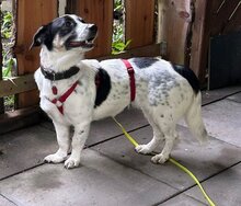 JUANITA, Hund, Mischlingshund in Duisburg - Bild 2