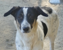 JUANITA, Hund, Mischlingshund in Duisburg - Bild 22