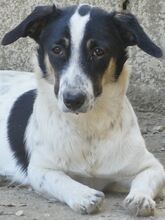 JUANITA, Hund, Mischlingshund in Duisburg - Bild 24