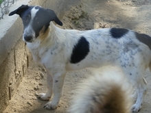 JUANITA, Hund, Mischlingshund in Duisburg - Bild 25