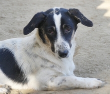 JUANITA, Hund, Mischlingshund in Duisburg - Bild 26