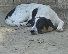 JUANITA, Hund, Mischlingshund in Duisburg - Bild 27