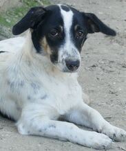 JUANITA, Hund, Mischlingshund in Duisburg - Bild 28