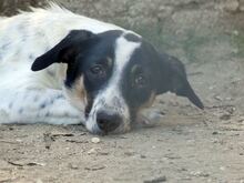 JUANITA, Hund, Mischlingshund in Duisburg - Bild 29
