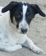 JUANITA, Hund, Mischlingshund in Duisburg - Bild 30